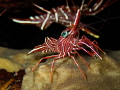 Camel shrimp