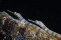While waiting for mandarin fish to come out I saw these pipefishes lining up on some piece of metal junk.