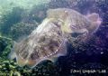 Mating Cuttlefish. Muskat, Oman.