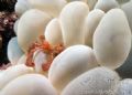 Hairy crab. Taken with Canon 10d.