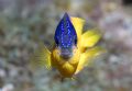 Stegastes rocasensis.
This one is hard to photograph... It keeps moving all the time!
Canon 300d, 50mm, sea&sea housing, YS90
