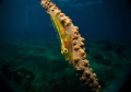 whip goby in Bohol