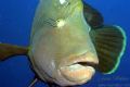 Friendly Napoleon Wrasse