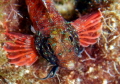 A threefin blenny living under a rock crevice that has beautiful design and color. The photo was taken at 8 meters during freediving. It definitely was hard to get a good shot as I had only 2 minutes of deep time.