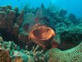 Black grouper in a cleaninng station