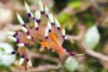 Cool looking nudi. Taken with Canon 10d in Indonesia.