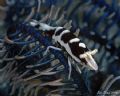 Commensal shrimp on crinoid taken in Lembeh.