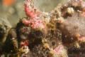 Close up of frogfish. Taken with canon 10d with 100mm lens. I liked the texture on this guy.