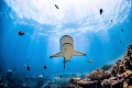 A Grey Reef Shark swims over one of the only known cleaning stations for these sharks on the Ningaloo Reef, Western Australia.