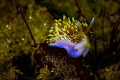 Opalescent Nudibranch shot in Monterey, California. This little guy and several of his friends were in the sand on a low vis day. Tg-6 on macro mode with a sola wrist-mounted light caught this guy and the sand sparkles.