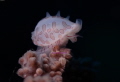 small and cute