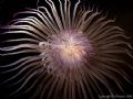 Purple tipped tube anemone taken with an Olympus 7070 + ikelite ds125 strobe