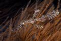 Ornate Ghost Pipefish.