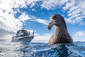 A Northern Giant Petrel curious about its reflection in my dome dwarfs the onlooking tour boat. This funny bird followed me in the water for 20 minutes and spent most of the time right in front of my camera. An unforgettable encounter!