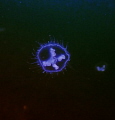 sweet jelly fish