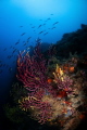 Motion blur of rainbow wrasse swimming over a gorgonian coral head in Tamariu, Spain. September 2020. Taken with Nikon D90, 10.5mm, ISO 200, f/16, 1/25s. Ikelite housing and dual DS51 strobes.