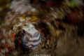 Ringneck blenny popping out of a hole. Modified with a spin effect. Nikon D90, 105mm, ISO 500, f/8, 1/80s. Ikelite housing and single, snooted DS51 strobe.