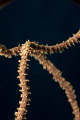 Coral macro, Red Sea
