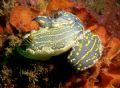 nudibrancs