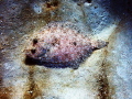 When I saw this flatfish in the sand, it looked like a living fossil to me — a story of evolution stamped in the ground at the bottom of the sea. I used natural light with a wide angle lens to capture this shot.