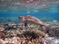 Beautiful sub-adult Green Sea Turtle cruising the lagoon at Lady Elliot Island . Taken using the Nikon W300