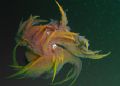 Spanish dancer, Monterey Bay C7070