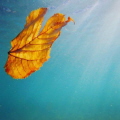 Captured under Lake Michigan, the cycle of life.