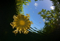 cassiopeia jelly fish in a mangrove chanel,Nikon D800D,tokina lens 10-17mm at 15mm, two ikelite subtrobe DS125, housing aquatica.