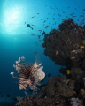 Lionfish on the house reef at Marsa Shagra.