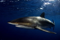 silky shark,gardens of the queen, cuba.