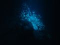 Taken during a cave dive in central Cuba May 2006.
