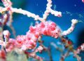 Pygmy Seahorse, Southern Leyte, Philippines. Taken at 30 metres with flash on macro setting.