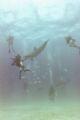 Feeding dolphins in Freeport, G.B.I. , Nikonos V
