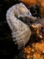 Seahorse portrait, taken at Bare Island Sydney
