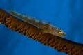 Just a whip goby. I love their eyes.