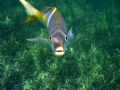 He was watching me at Coco Cay Island in the Bahamas. Taken 1/4 mile off shore.