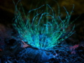 Fluorescence photography of an anemone in Scotland. It's not 100% known why organisms underwater omit fluorescent light. Many anemones, nudibranchs and elasmobranchs fluoresce. This shot was taen with a yellow filter and a blue Nightsea Sola UV light
