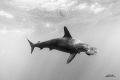 It was the second day of rocking in the boat for hours…the second day of waves crashing and wind bursting. The red soup of the chum filled the water as the current carried it away in hopes that the sharks will answer the call. All of a sudden, Evans
