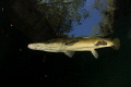cuban Gar,canon 60D,tokina lens 10-17mm at 10mm,two ikelite subtrobe DS125, seacam housing.