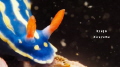 Nudibranchia