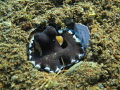 Octopus playing cards, photo taken in the Philippines with a Canon