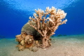 Coral Shot with a Sony RX100 VI and UWL-09 Lens