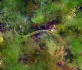 Pipefish at the Black Sea. At my second attempt to take a better picture it has disappeared. PowerShot A520 with Canon WP-DC60 housing.