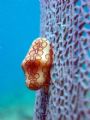 Flamingo Tongue taken with a pentax near by Hepp's Pipeline, Grand Cayman, 2006.