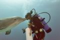 Kissing dolphins in Freeport, G.B.I. Nikonos V (20mm).