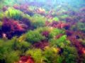 The underwater garden of the Black Sea, near Vama Veche.