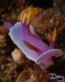 Hyselodoris Bullockii, photo taken at Anilao, Batangas, Philippines. Fujifilm F11, Inon macro lens, Inon Z-240 strobe