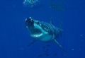 great white not fast enough