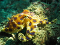 This was my first encounter with a blue ring octopus and was just as amazing as I expected