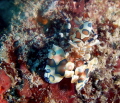 Harlequin Shrimp - I love these guys, they are usually in pairs, often eating a starfish sometimes very shy. But always make my dive when I see them.
